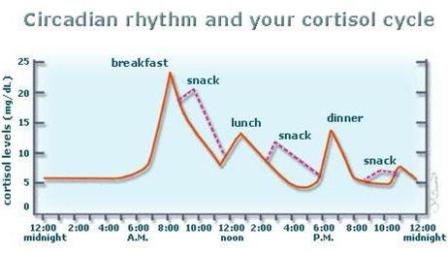 Cortisol Cycles