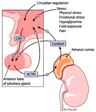 cortisol and stress