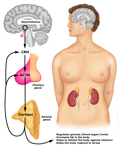  What is Cortisol and how it affects our Body 