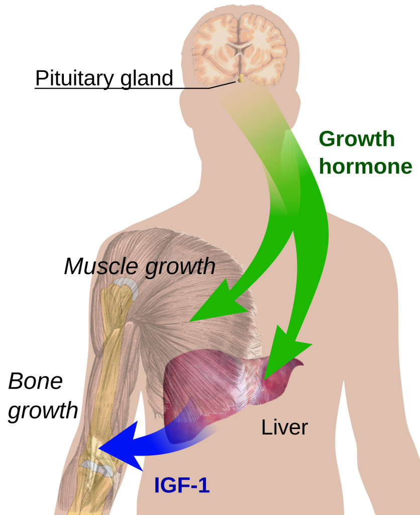 growth hormone regulation in the body